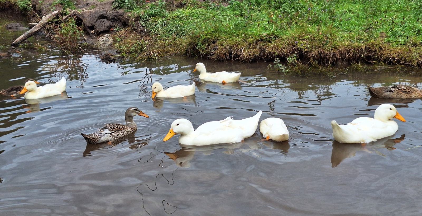 pekin-ke-ra-ke