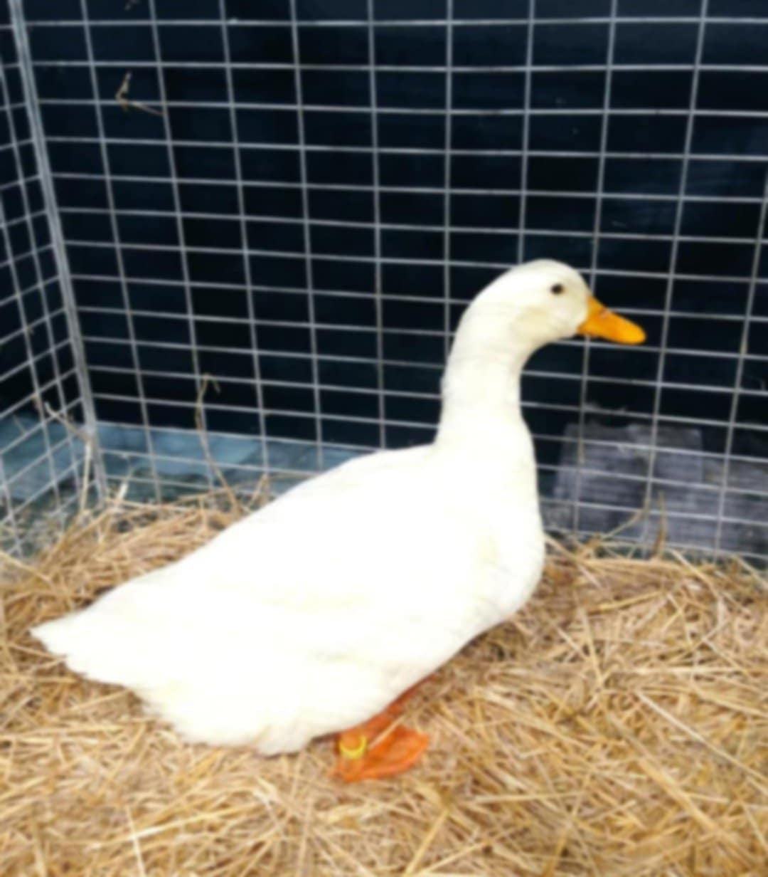 Pekinški Racman