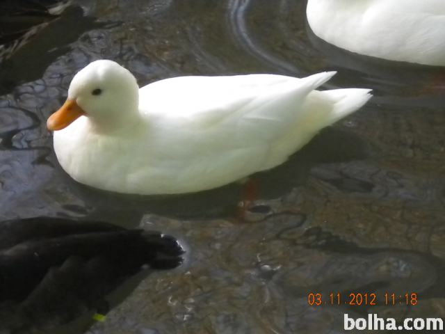 Racman Raca Prodam race, raca, racman call duck (nemška pritlikava)