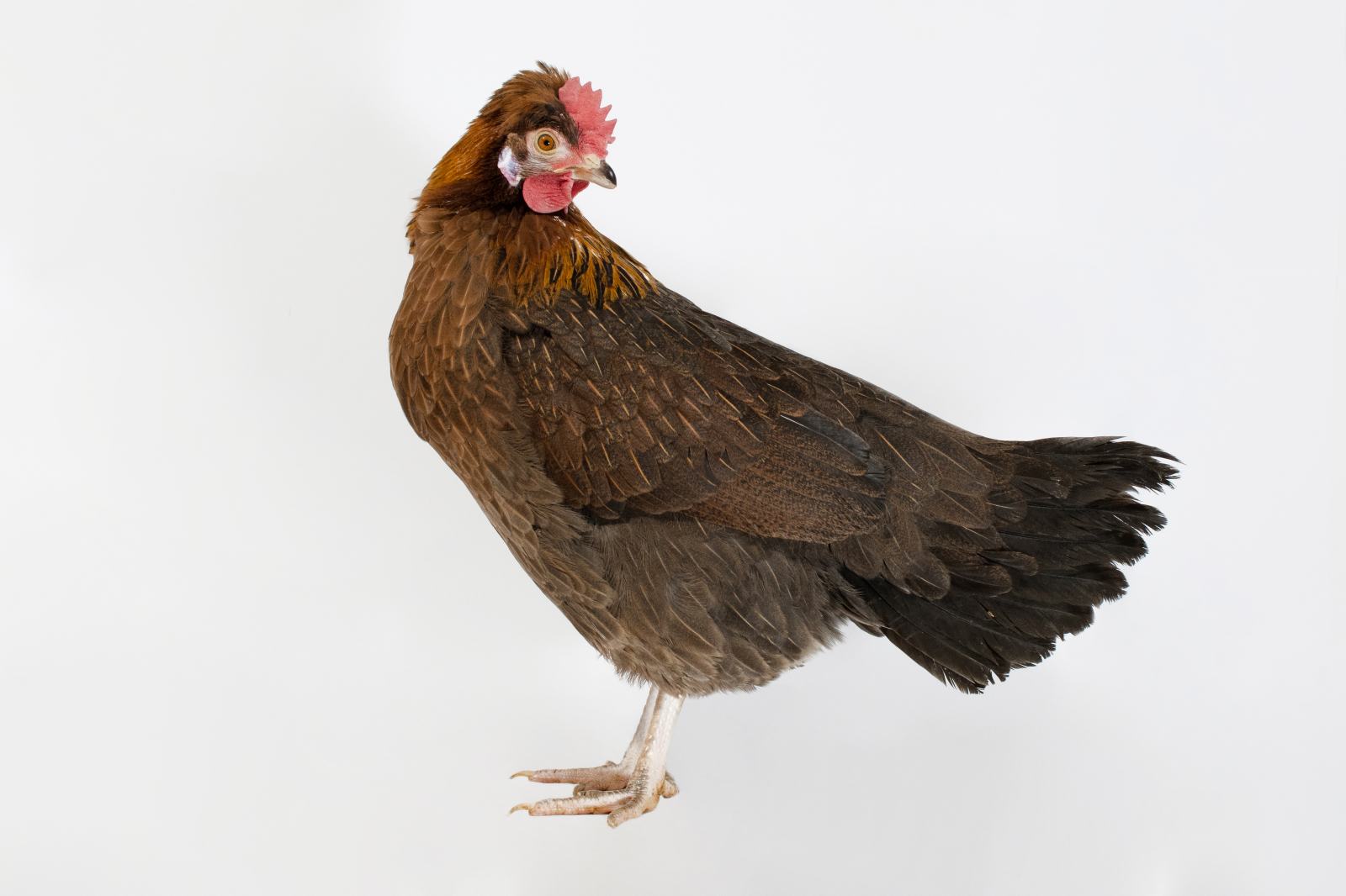 ŠTAJERSKA KOKOŠ