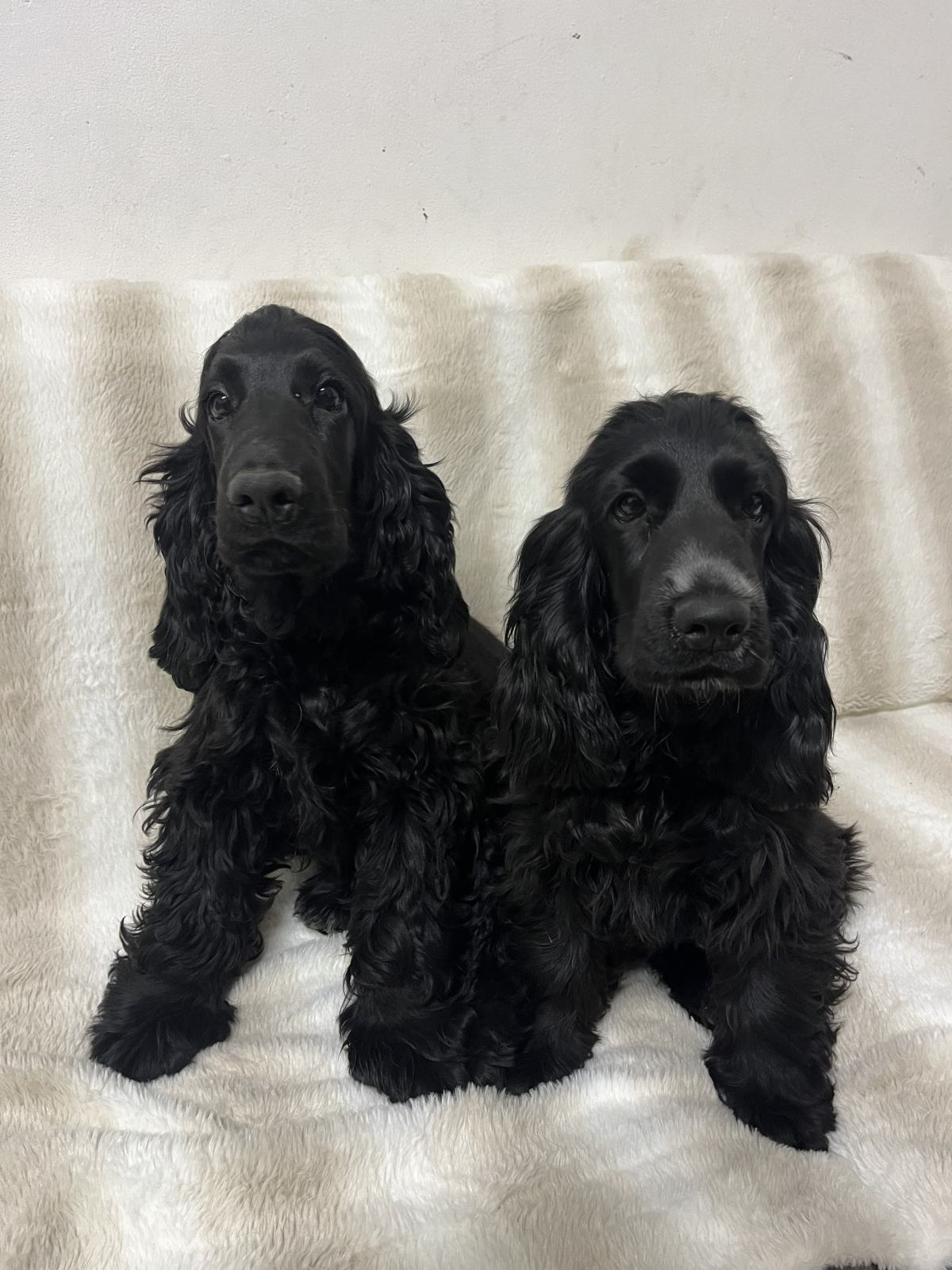 Angle Cocker Angleški Cocker Spaniel