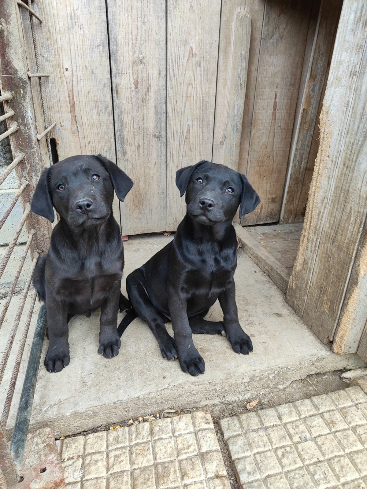 LABRADOREC 150€