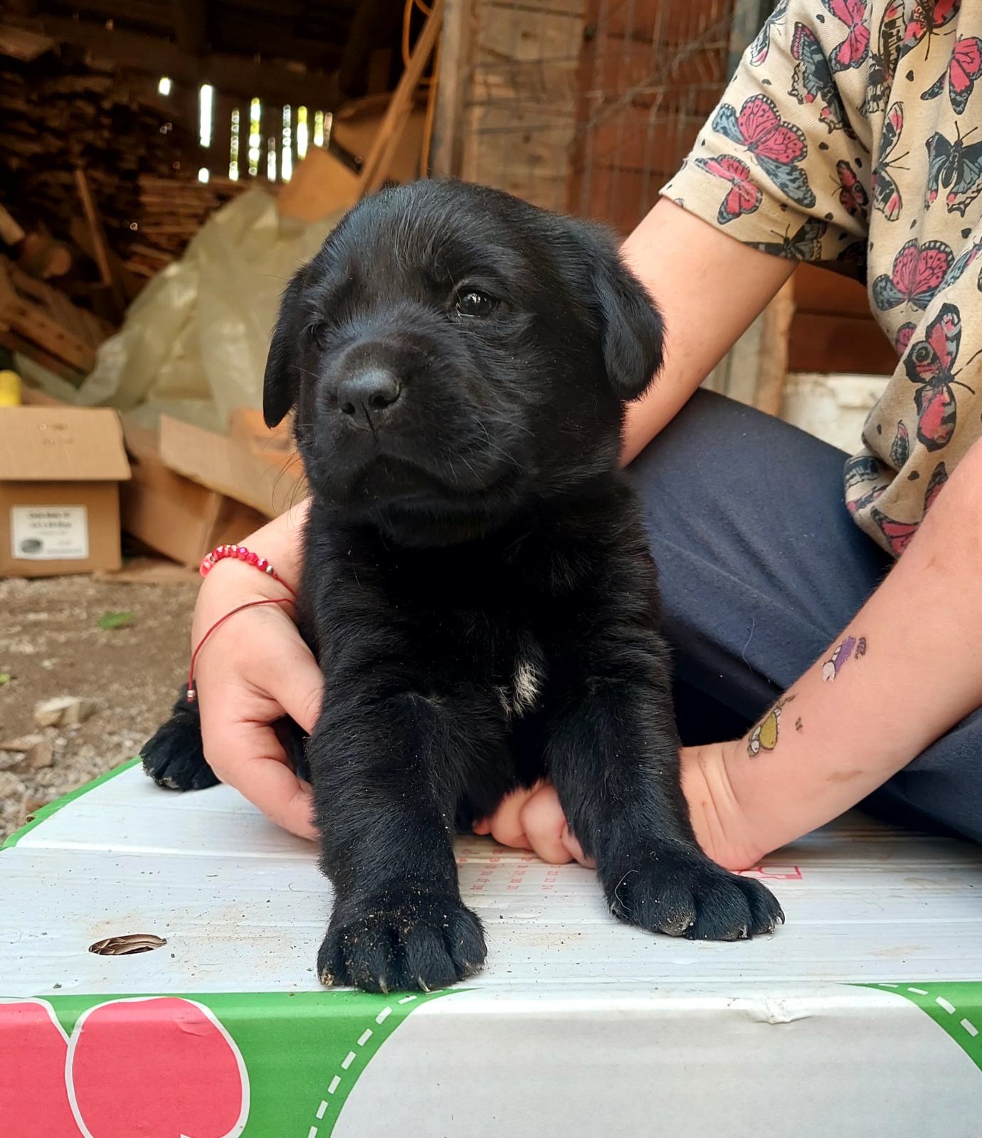 Labradorec,labradorci mladicki