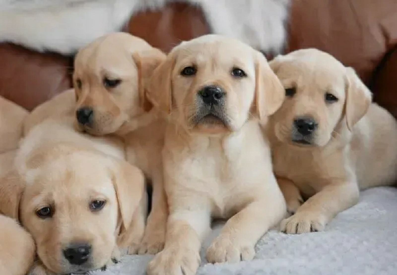 labradorec