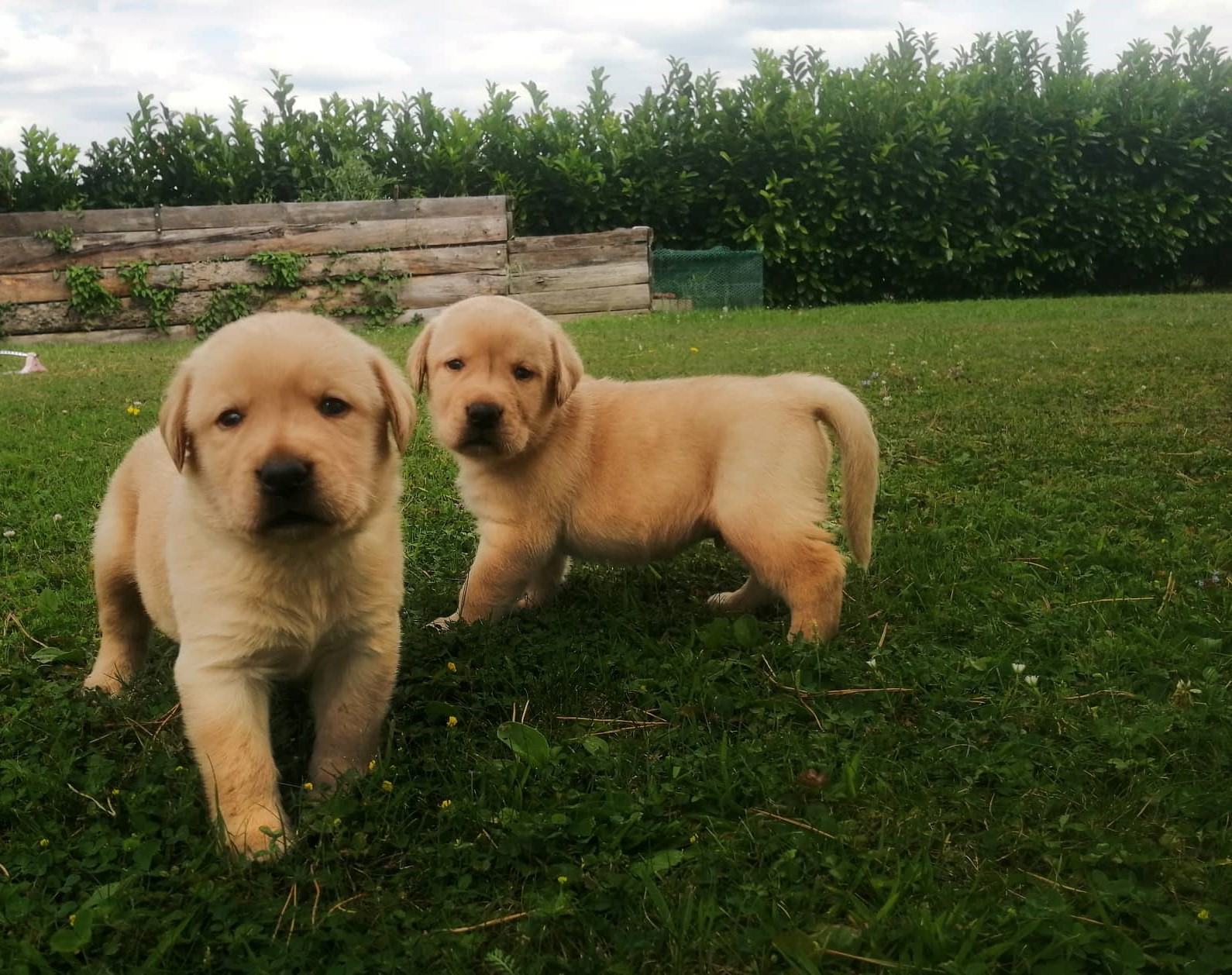 Labradorec