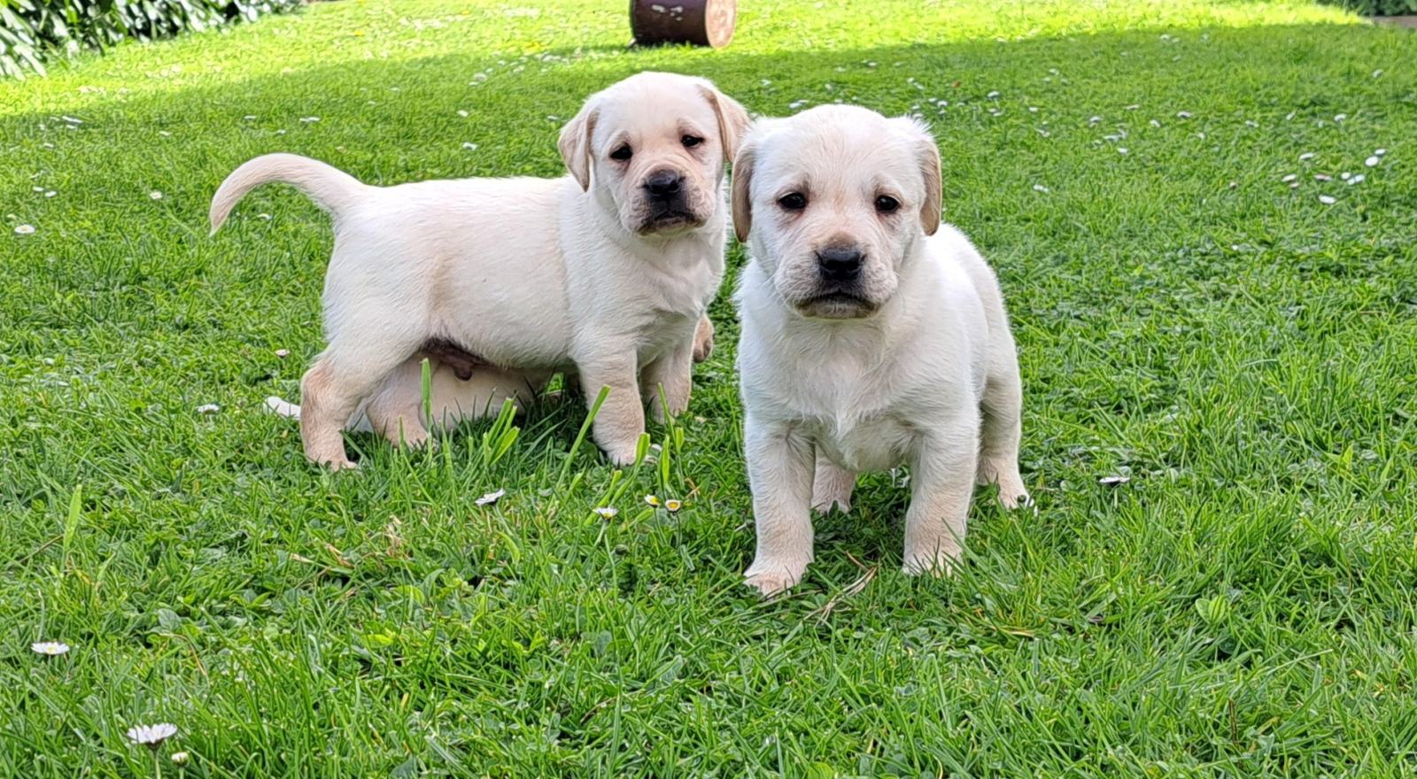 Labradorec