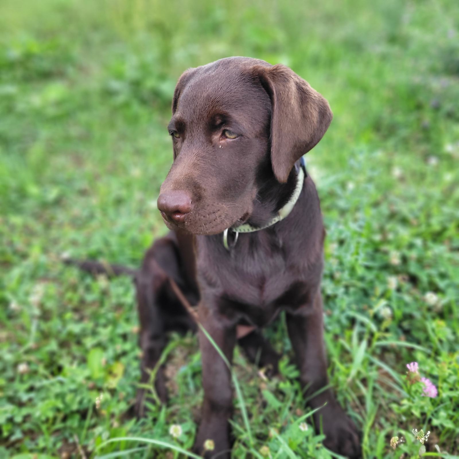 Čokoladni labradorec