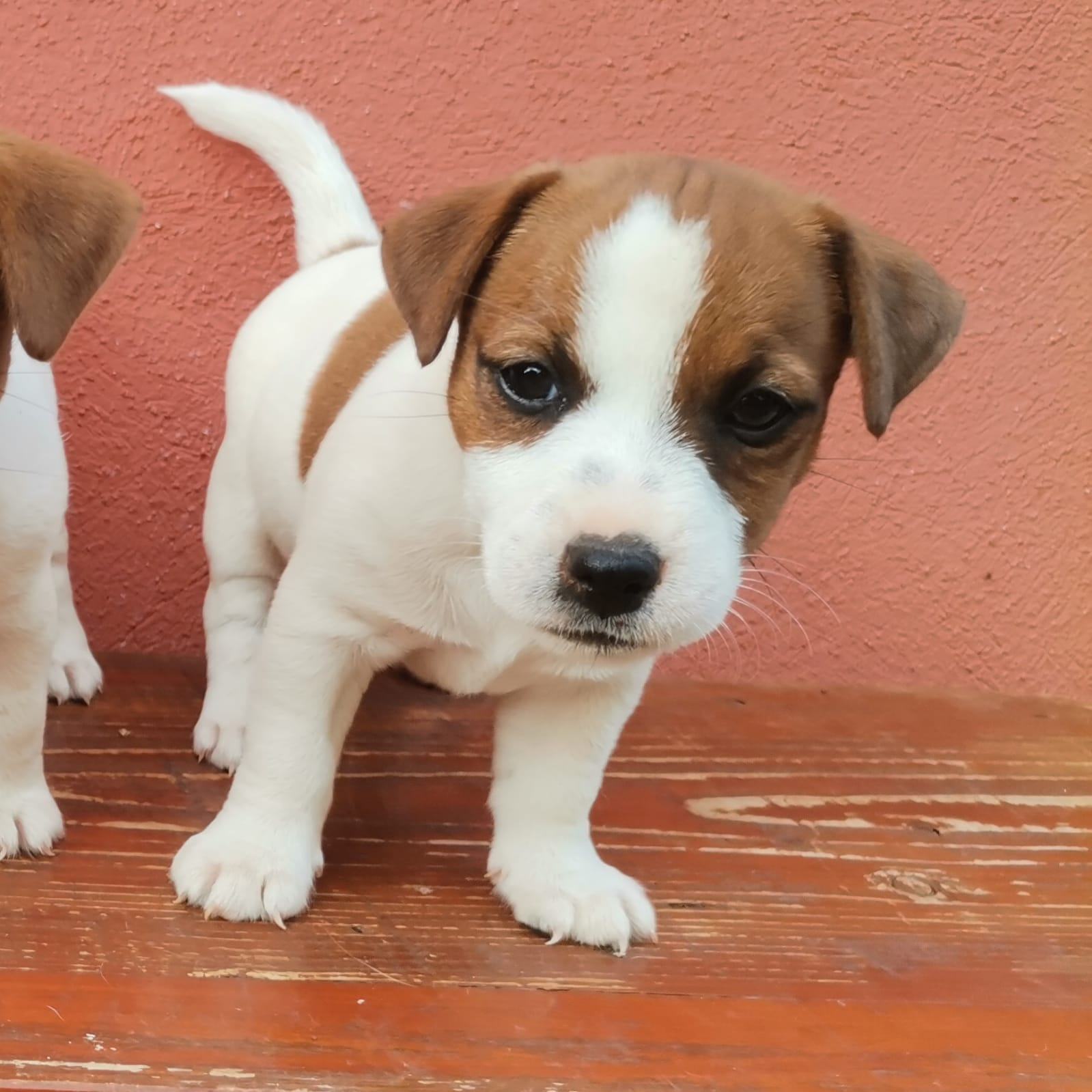 Dogs Kupim Jack Russell Terrier Jack Russel Yorkshire Mix Kaufen