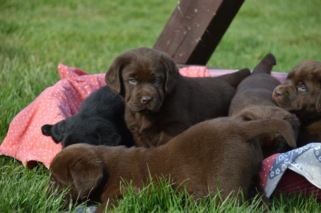 Labradorec mladički