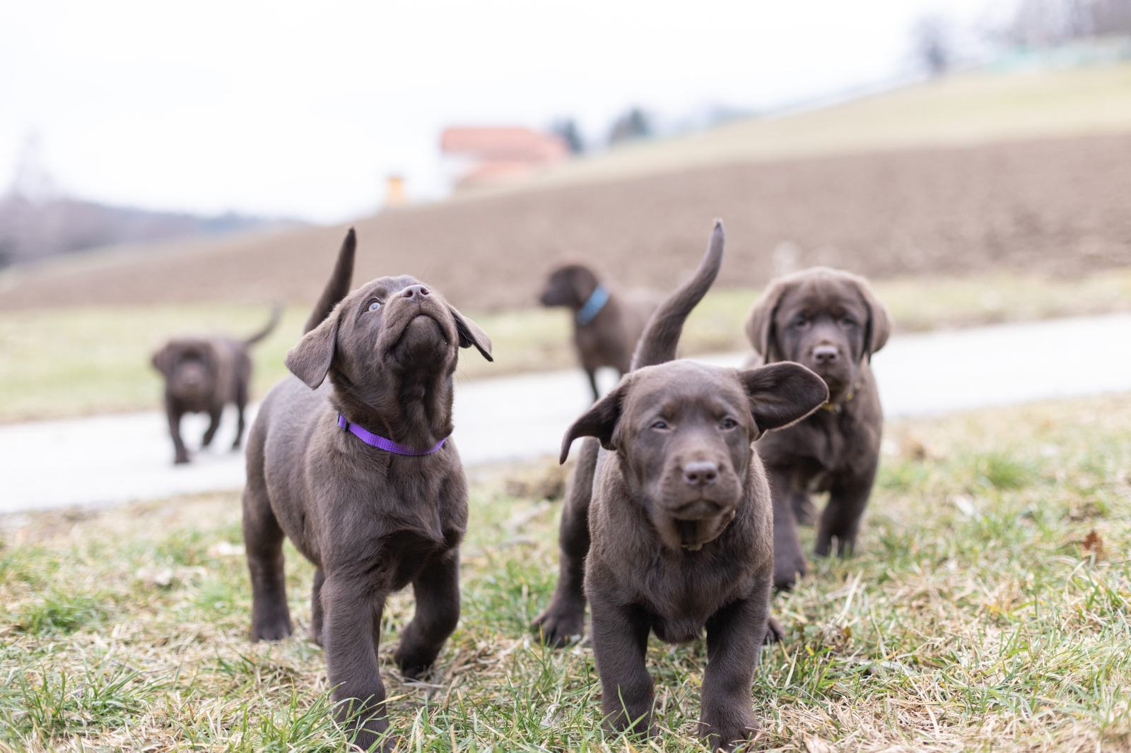 Labjack Slovesko LABRADORCI RODOVNIŠKI RJAVI
