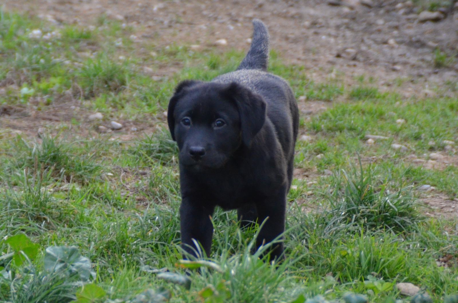 LABRADOREC z rodovnikom