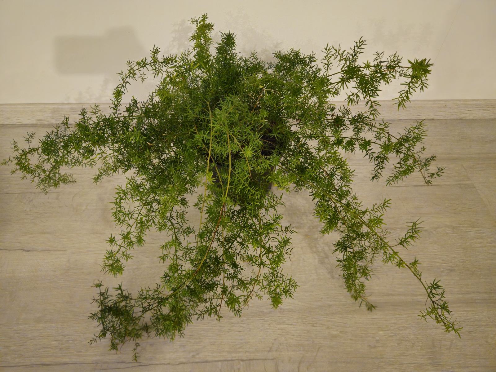 Asparagus – špargljeva praprot