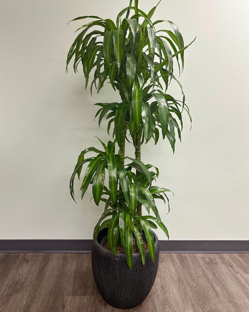 Vrectan Rastlina Dracena visoka odporna sobna rastlina