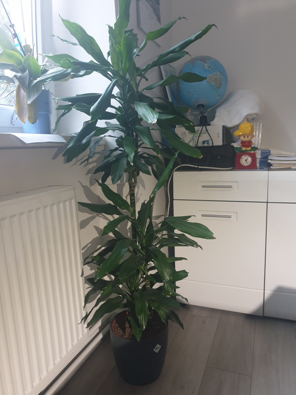 Vrectan Rastlina Dracena visoka odporna sobna rastlina