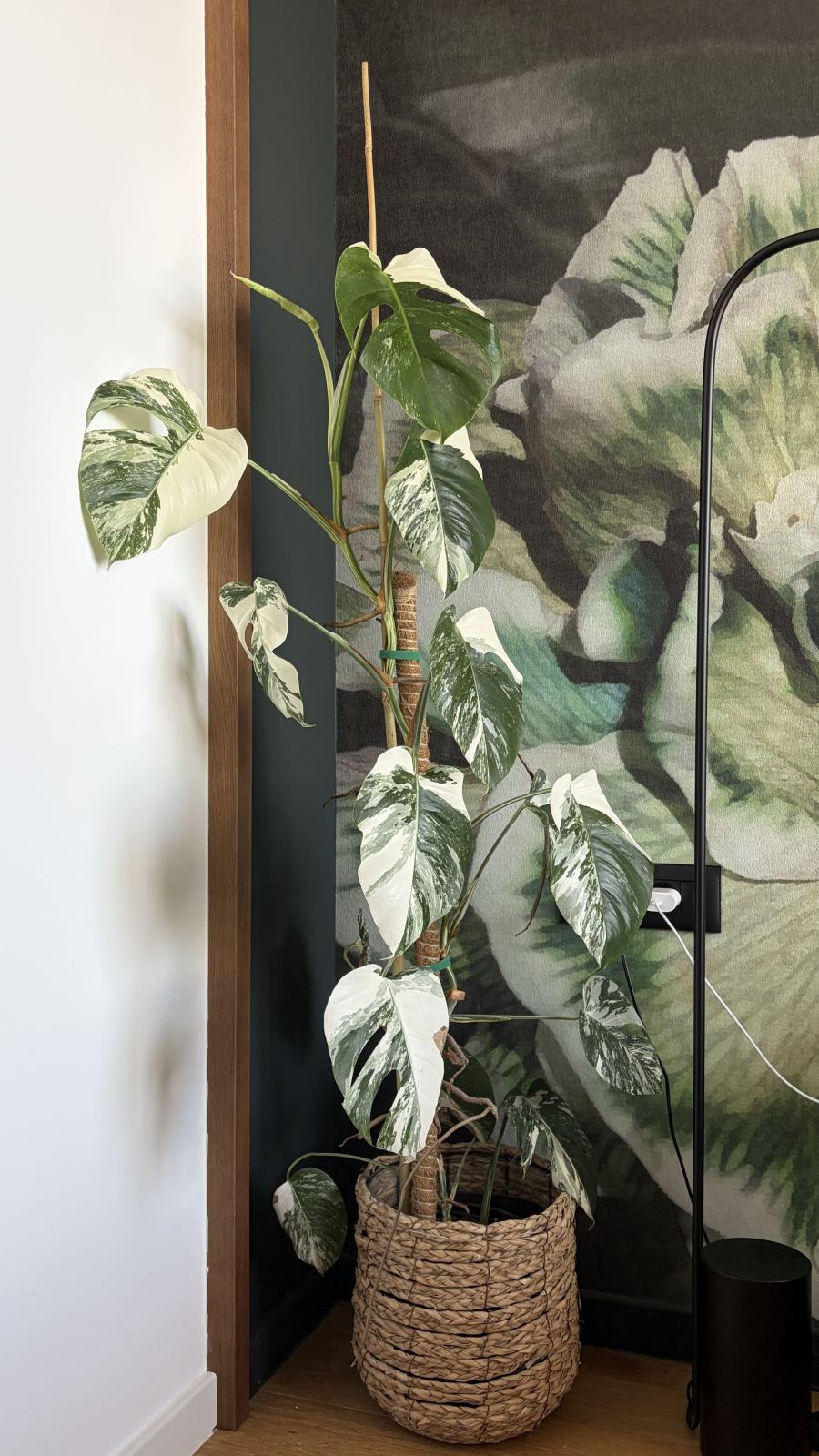 Monstera albo variegata - 150 cm - Ljubljana