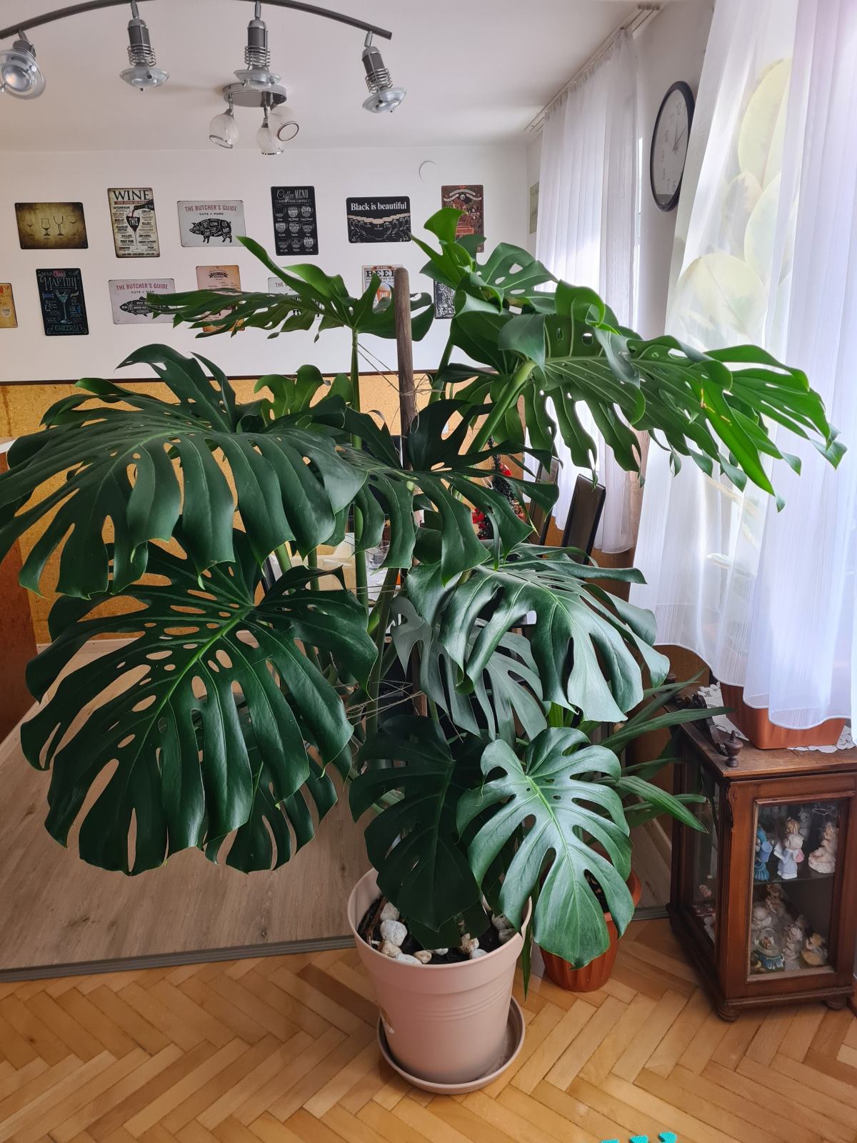 Monstera - Philadendron - Filadendron