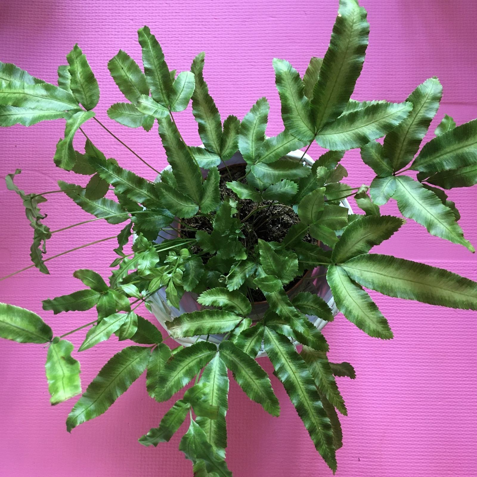 Praprot (Ribbon fern)