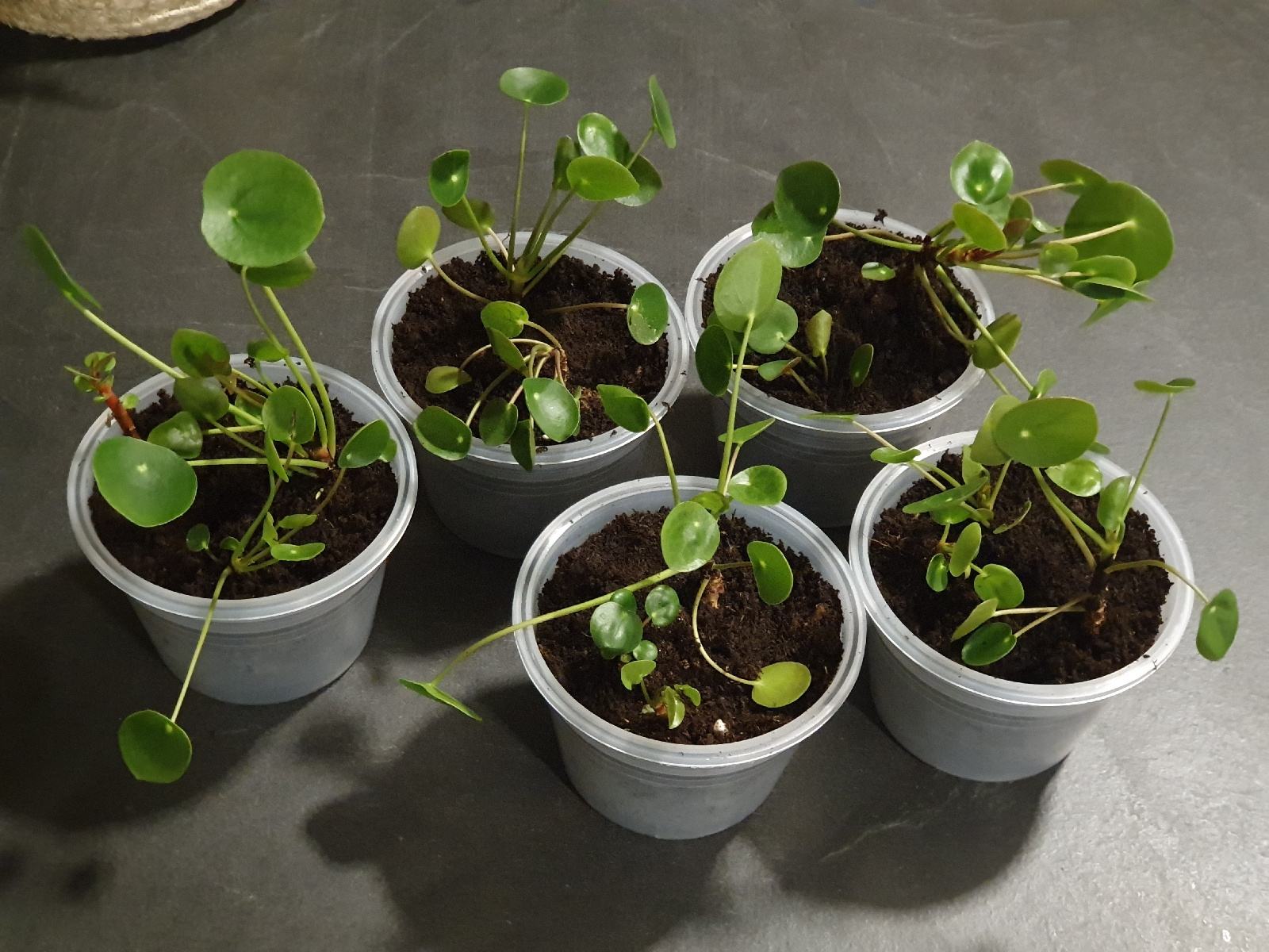 rastlina pileja/pilea