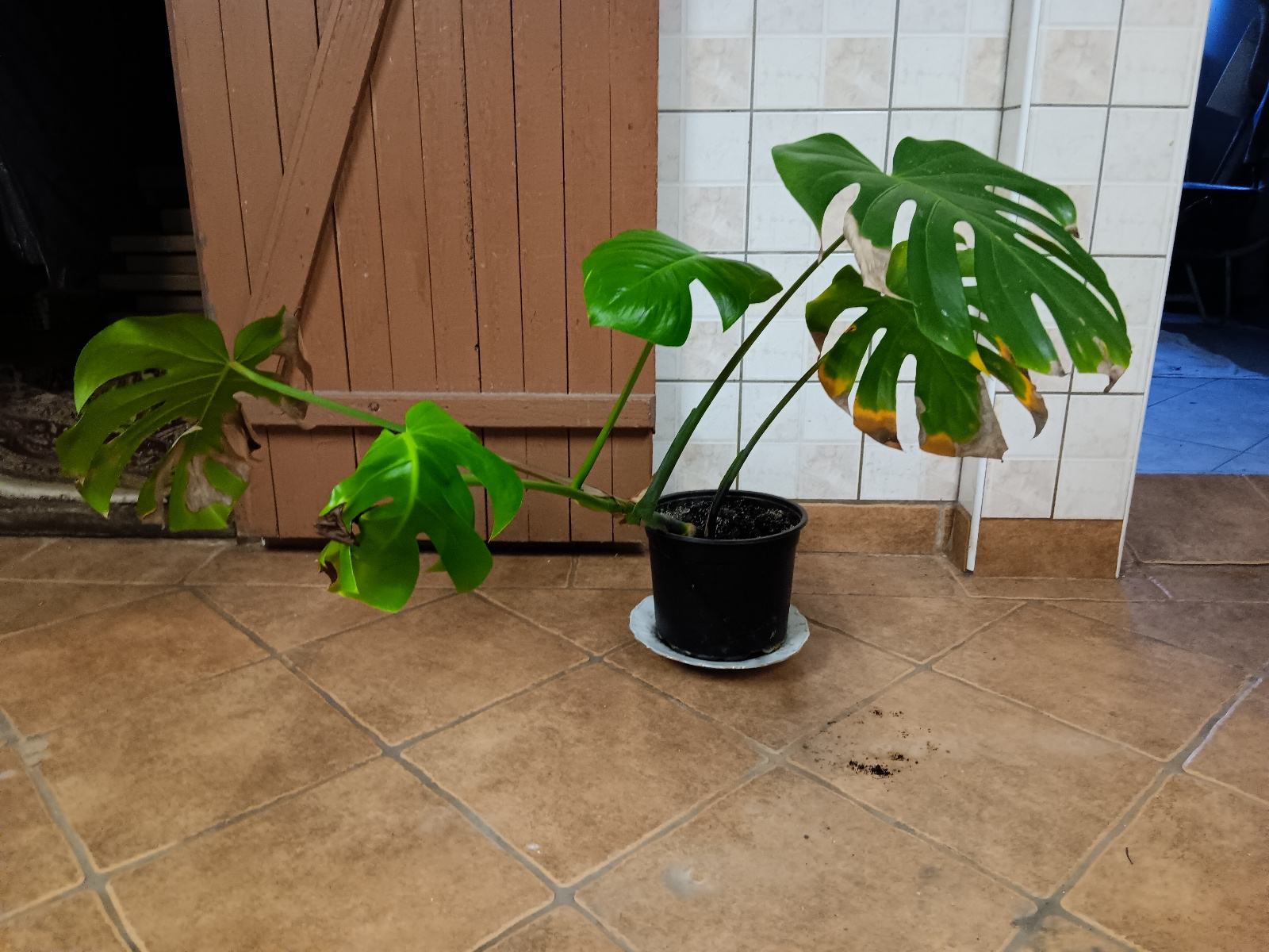 Sobna rastlina Monstera