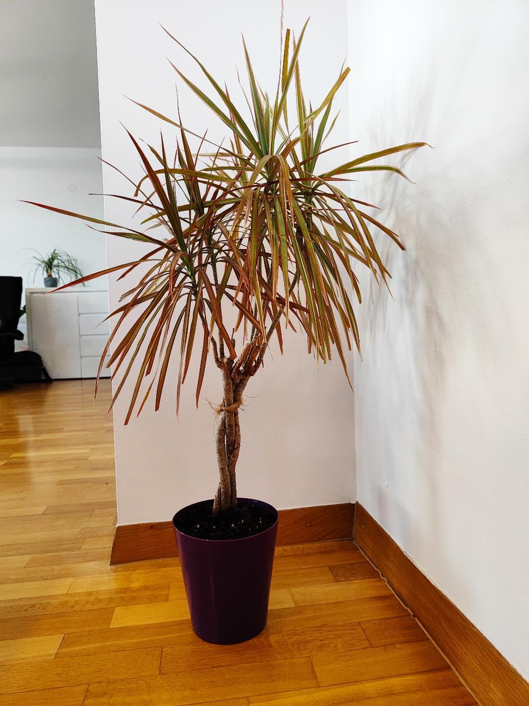 Zelena rastlina Dracena