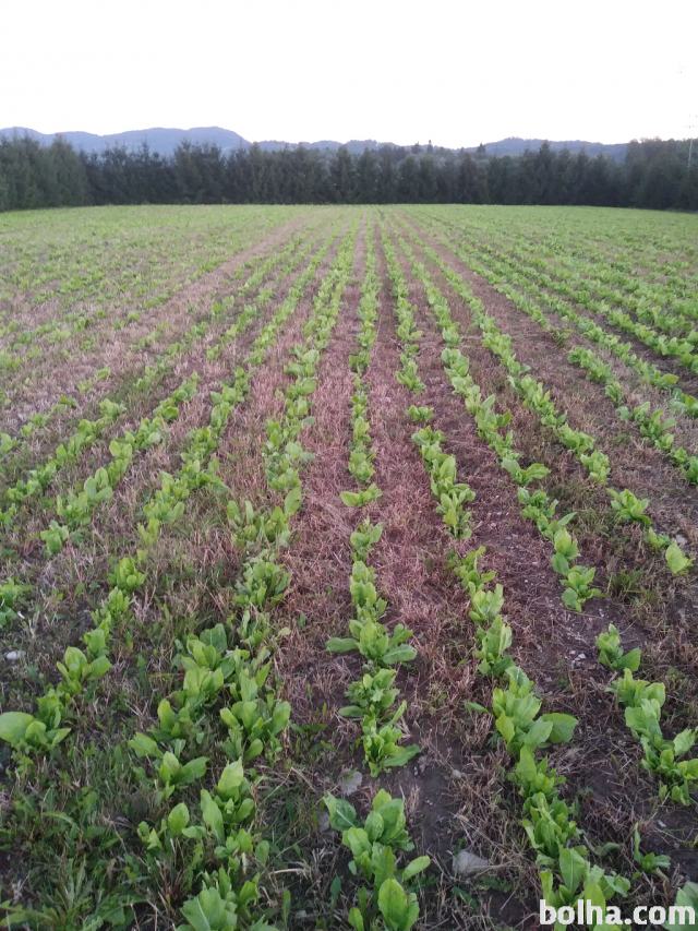 Radič tržaški solatnik na njivi