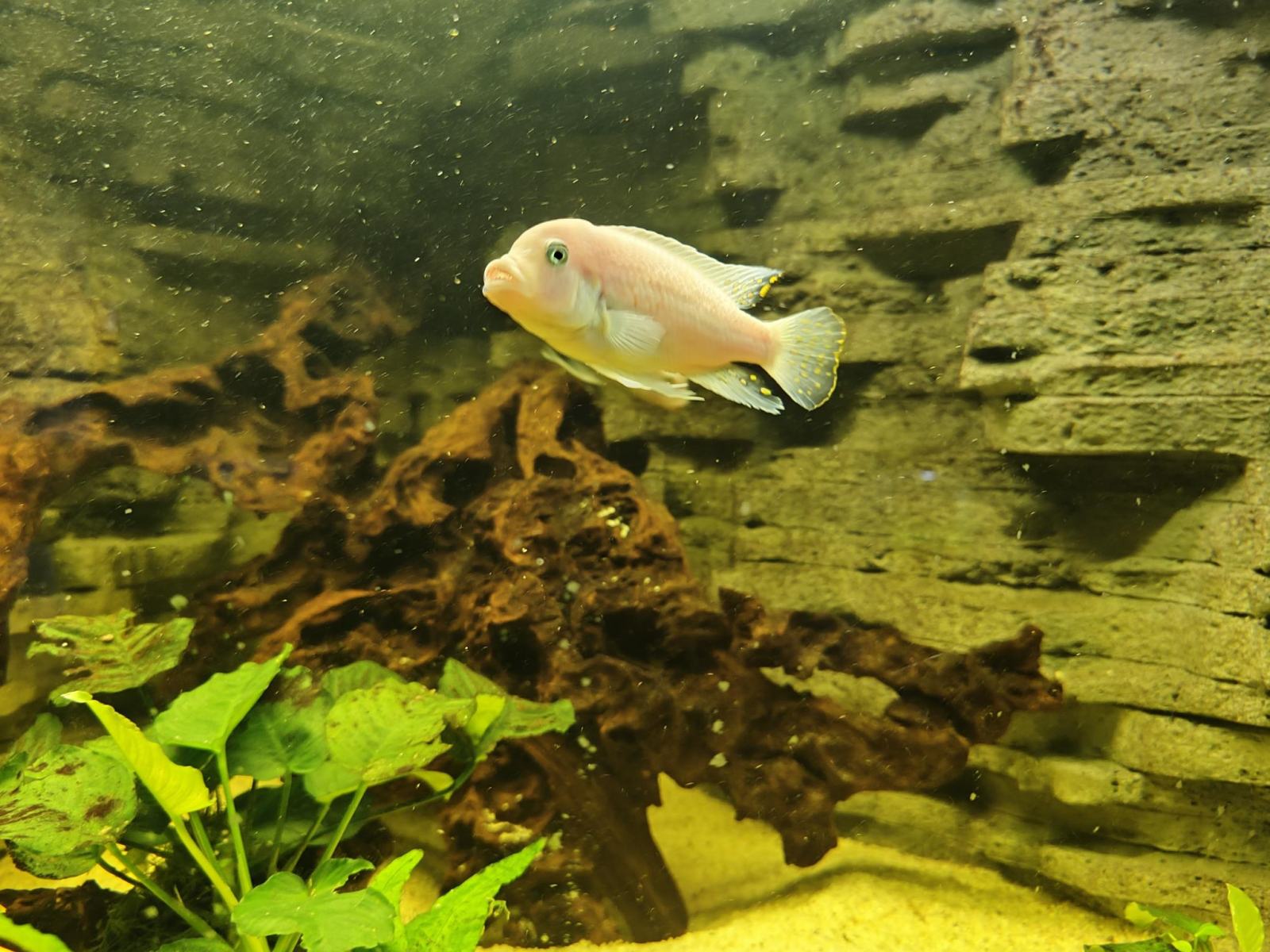 Akvarijske ribice