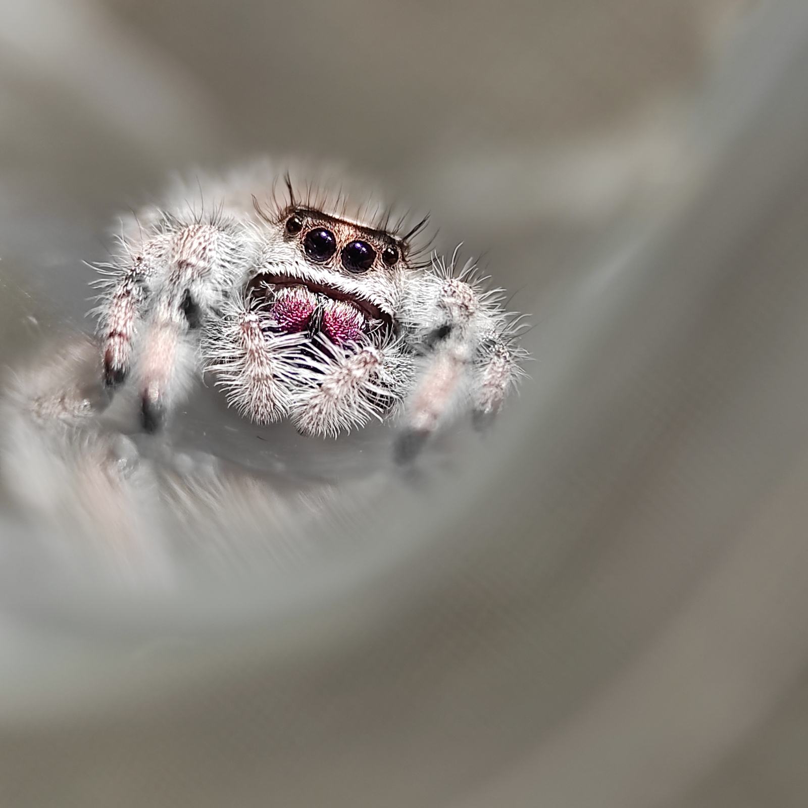 jumping-spiders-pajki-skaka-i-phidippus-regius