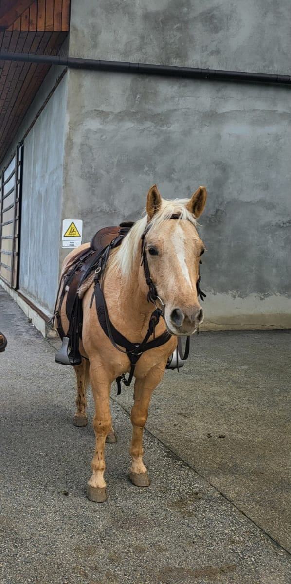 KASTRAT QUARTER HORSE
