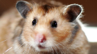 1pika