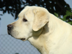 Belator_lab