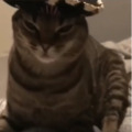 BoboZobo