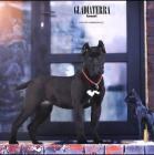 Canecorso8
