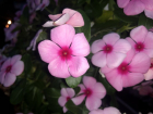 Dior_Adica