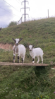 MIRJANAVOK