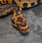 MorphArt