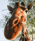 MrGiraffe