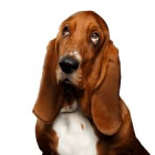 basset