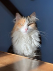 makssz