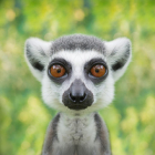maxlemurrr