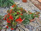 mlada_druzinica3