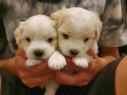 pika_coton
