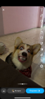 ryaz1